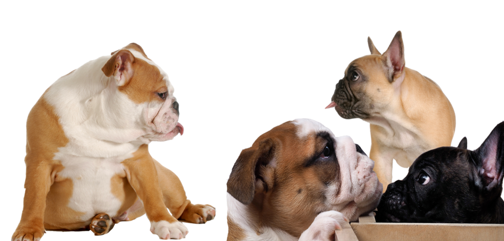 Loveabulls | French Bulldog puppies | English Bulldog | Bulldog puppies | Canadian bulldog | French Bulldog | Olde English Bulldog | American Bulldog | English Bulldogs | Bulldog babies